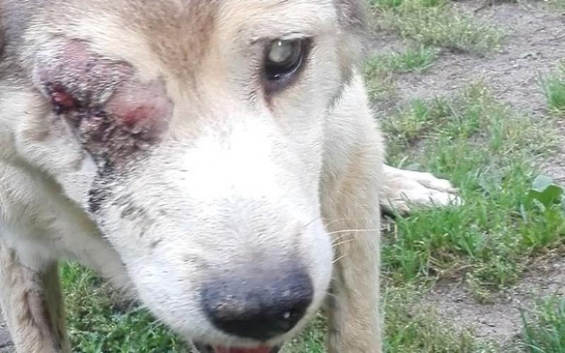 Leczenie nowotworów u psów