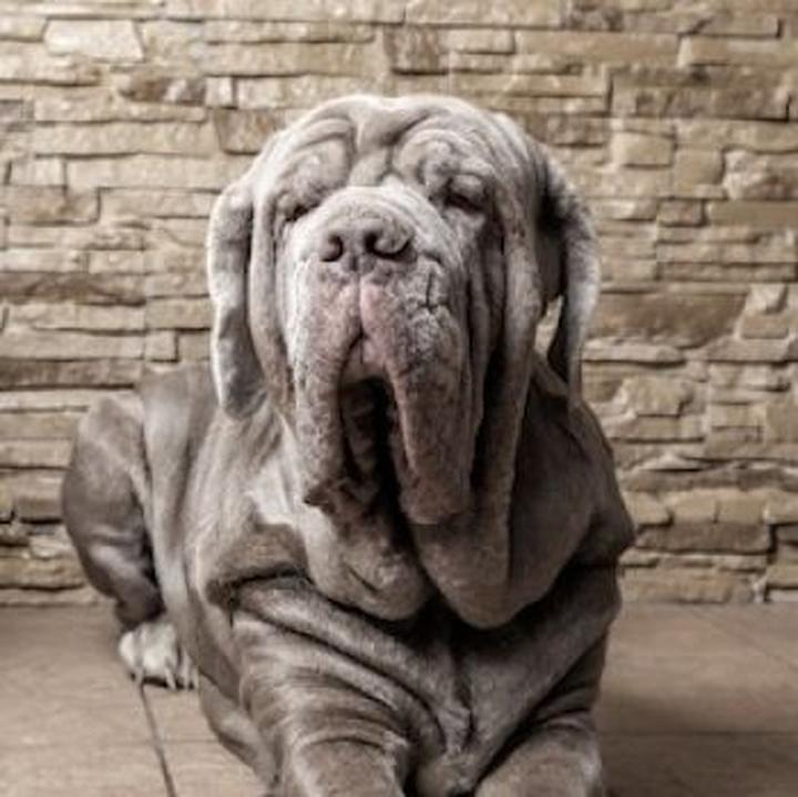 Neapolitański mastif historia