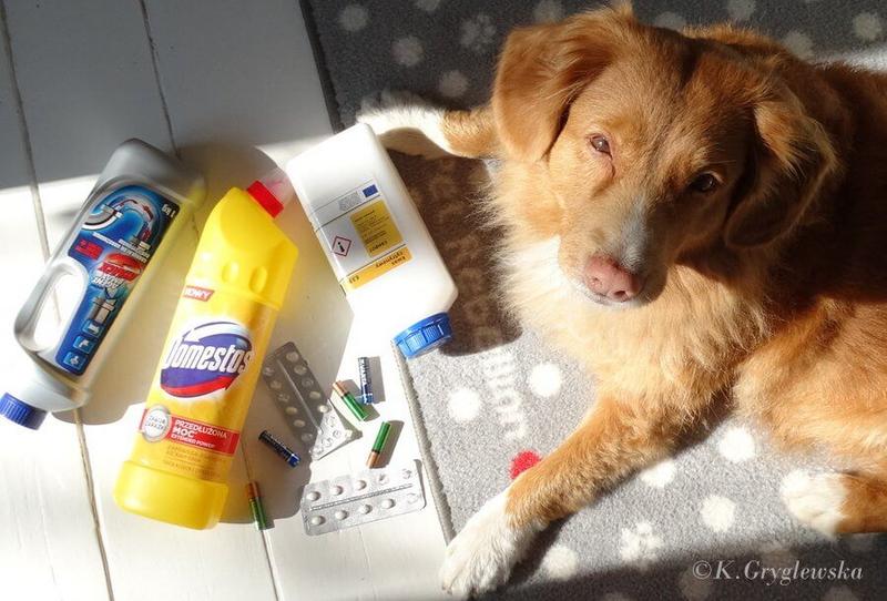 Niebezpieczne substancje dla psa