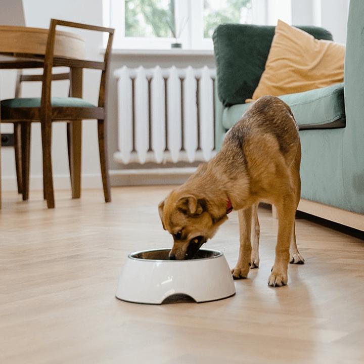 Nietolerancja bobu u psa