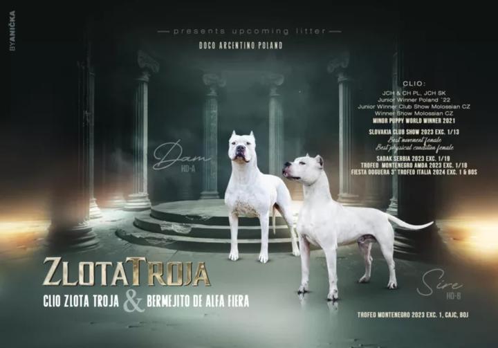 Niezbędne akcesoria dla szczeniaka