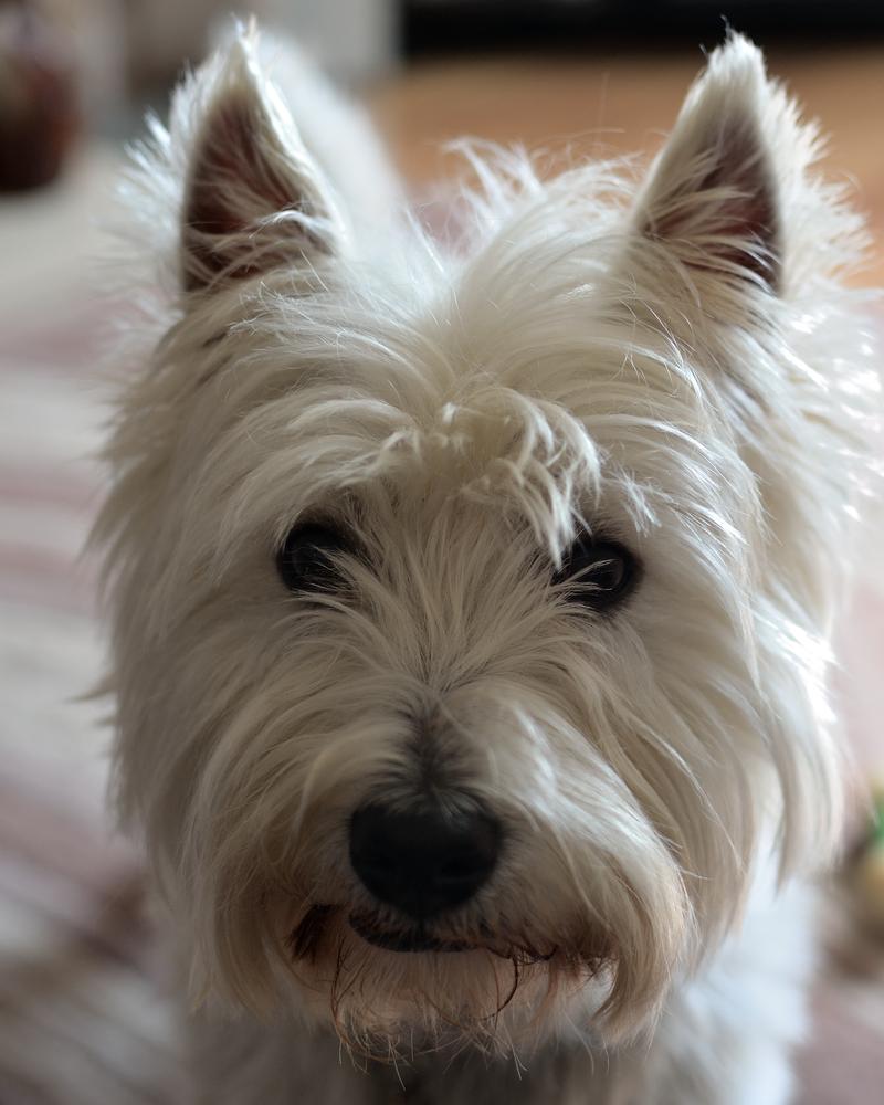 Norwich Terrier charakterystyka