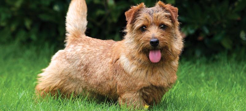 Norwich Terrier historia