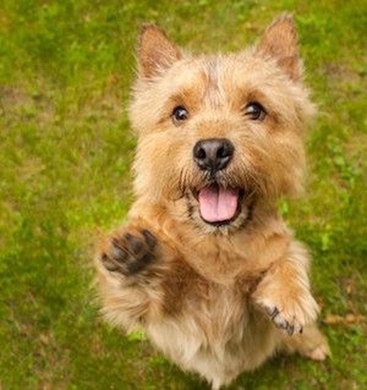 Norwich Terrier pielęgnacja
