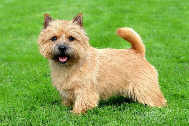 Norwich Terrier zachowanie