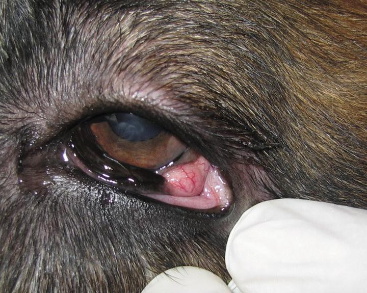 Objawy nowotworu u psa