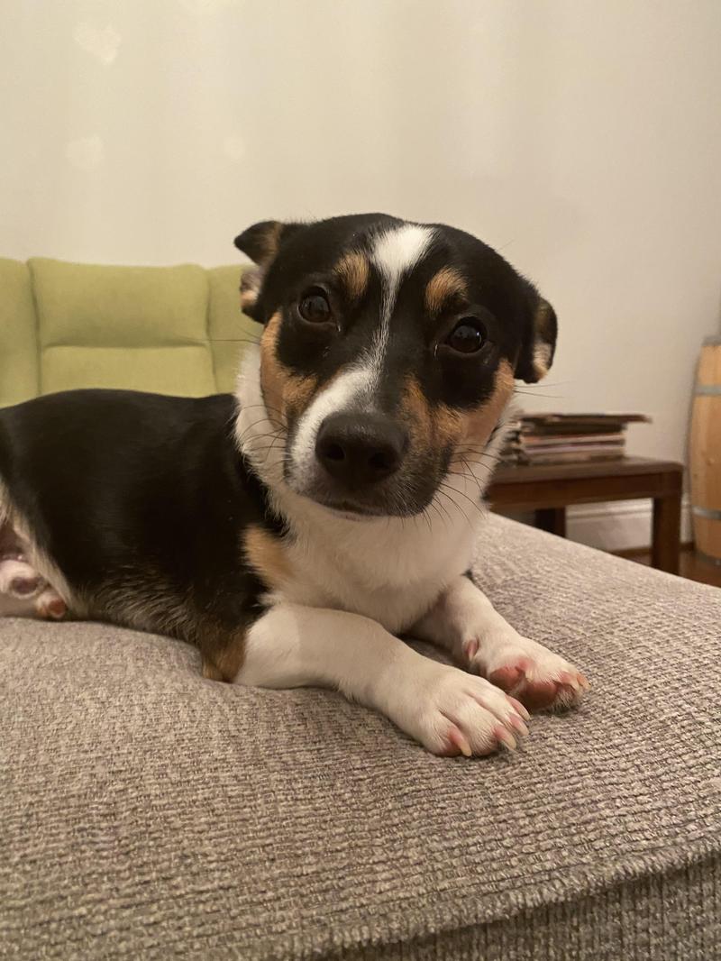 Opieka nad rat terrierem