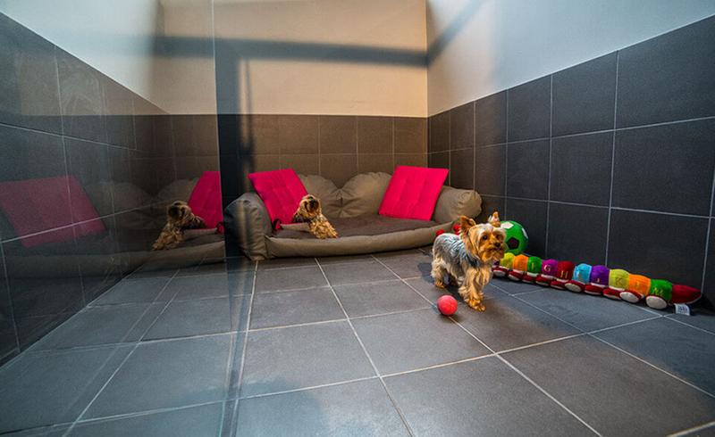 Opinie właścicieli psów