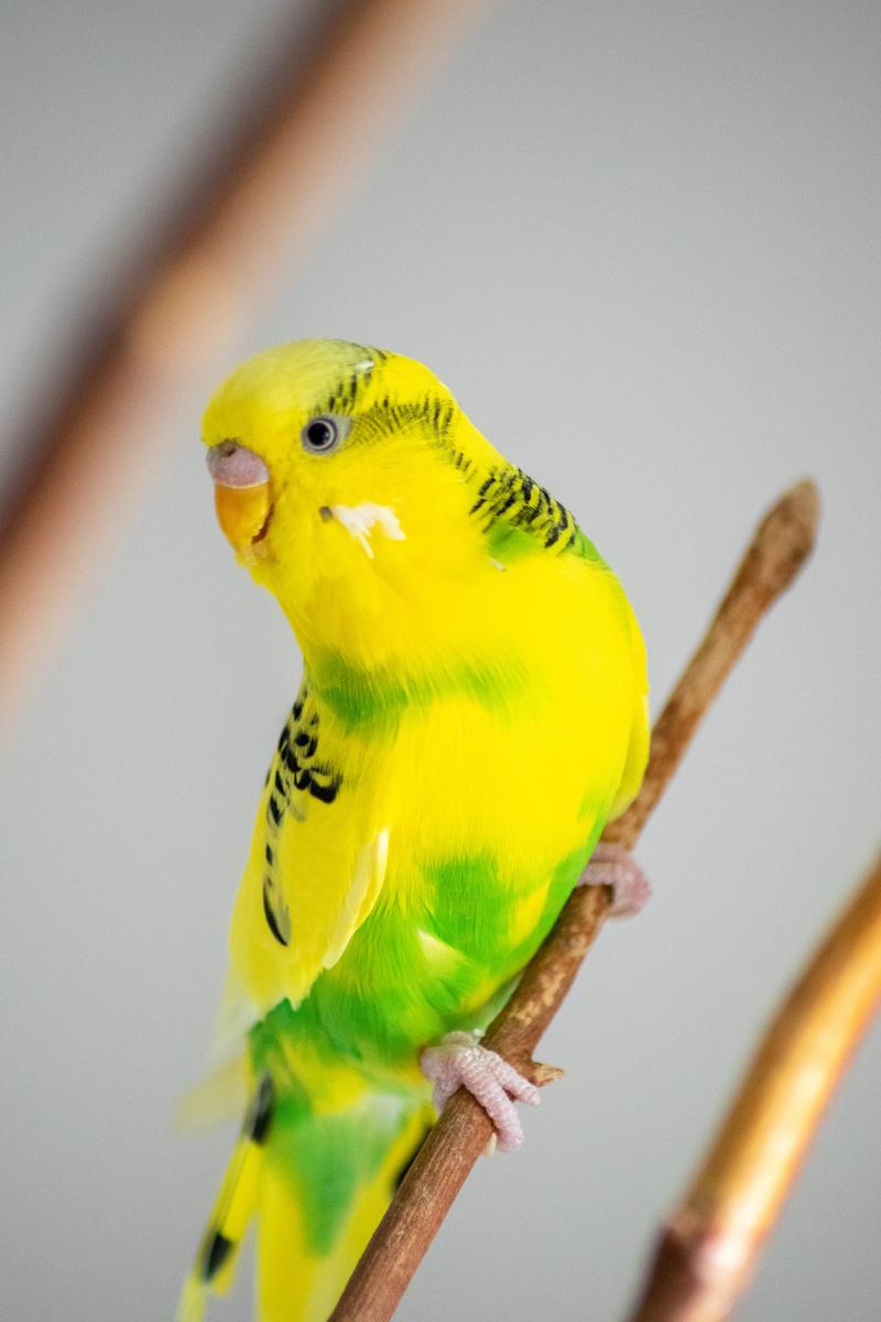 Papuga jako zwierzę domowe