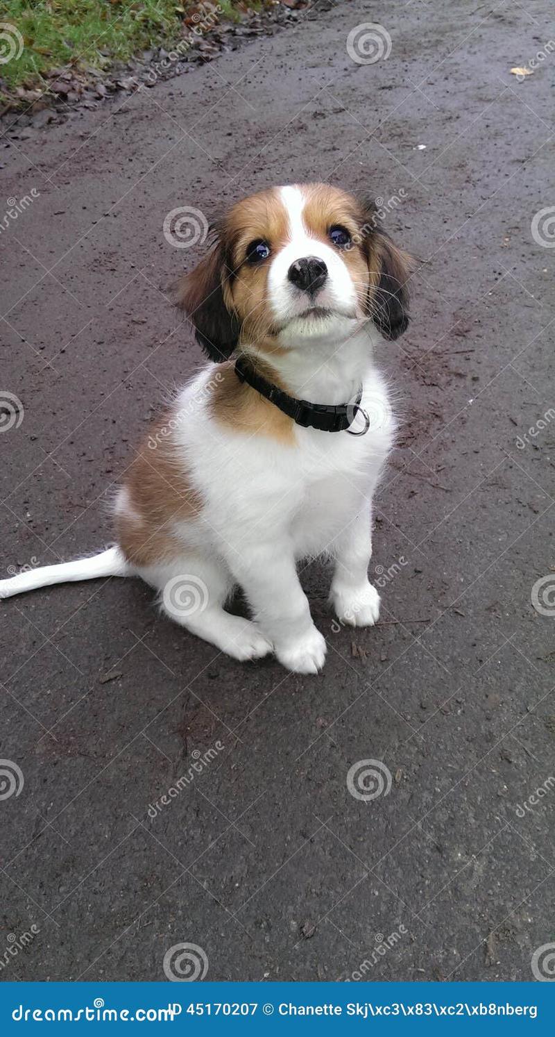 Pielęgnacja Kooikerhondje