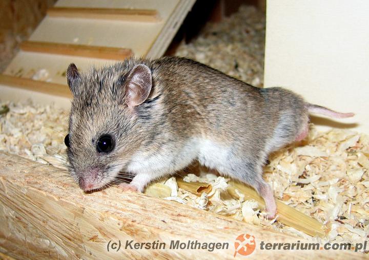 Pielęgnacja chomików chińskich