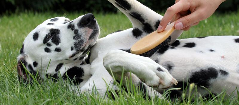 Pielęgnacja sierści psa