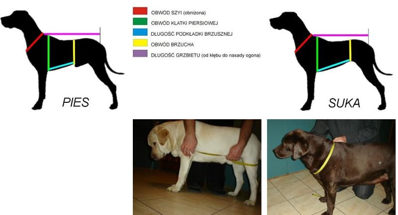 Pomiar psa krok po kroku