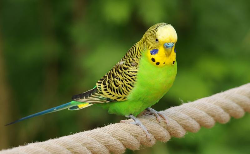 Potrzeby papugi falistej