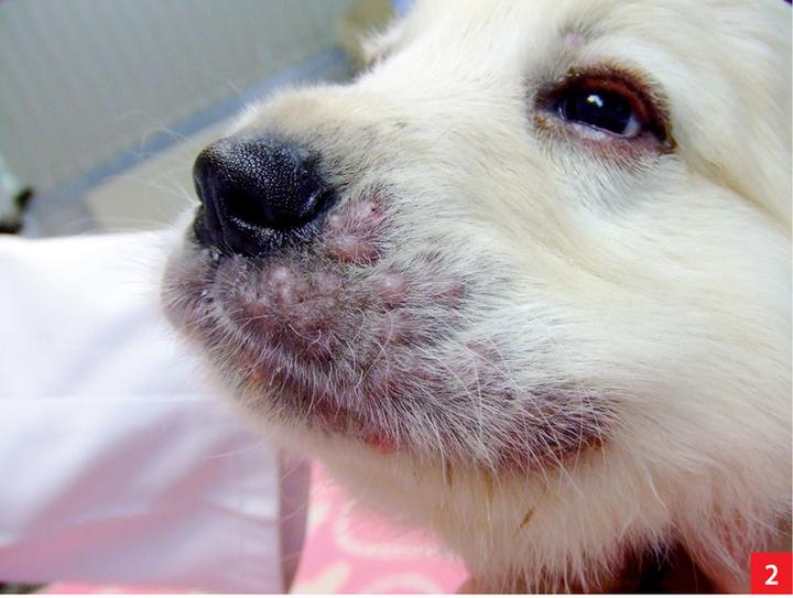 Przyczyny ropnych zmian skórnych