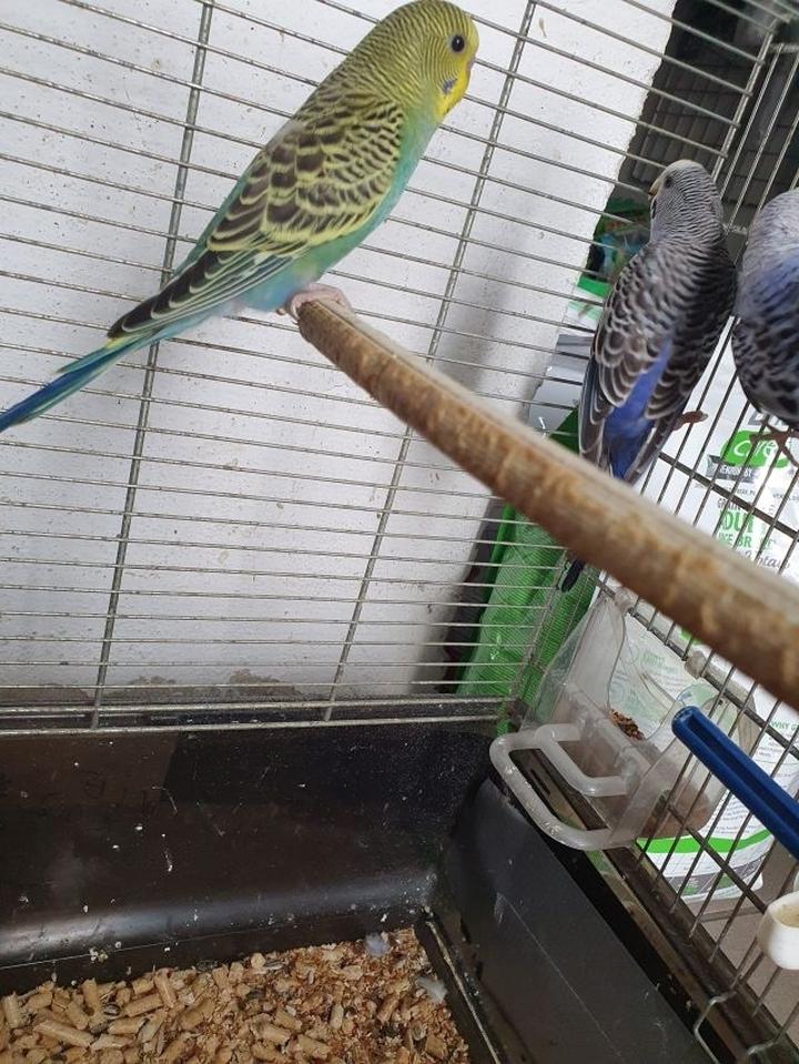 Przygotowanie mieszkania dla papugi