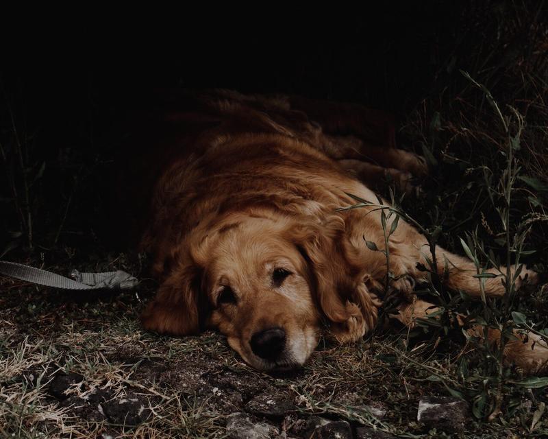 Ropne pryszcze u psa