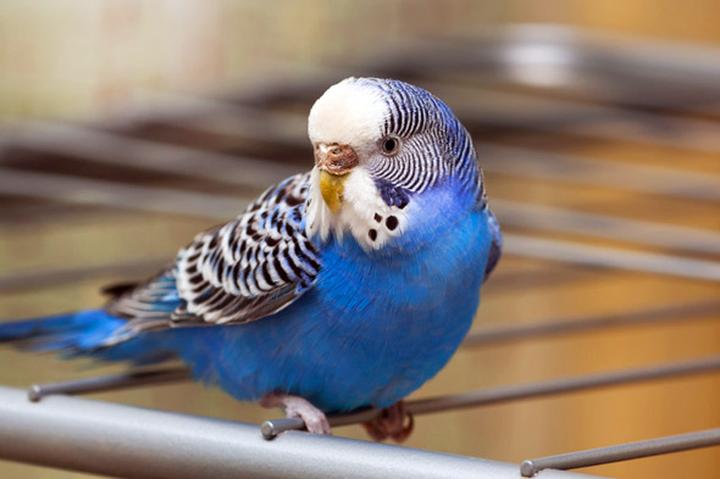 Środowisko dla papugi falistej