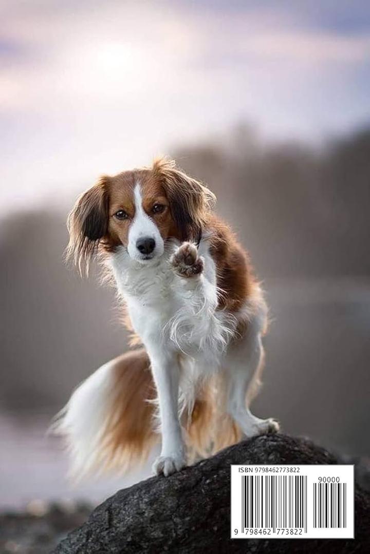 Temperament Kooikerhondje