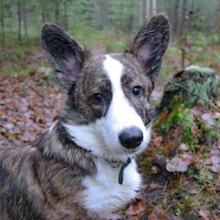 Welsh Corgi Pembroke