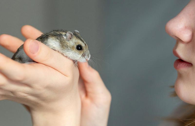 Wspólne życie chomików