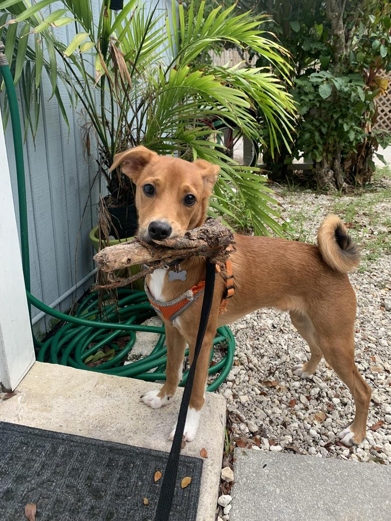 Zalety i wady Basenji