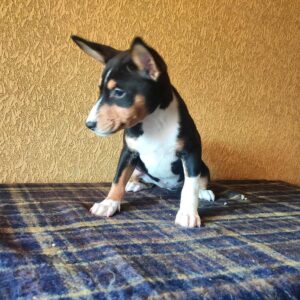 Basenji – poznaj fascynującą charakterystykę i opis rasy tego wyjątkowego psa