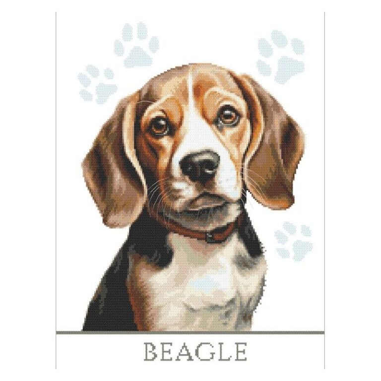 Beagle – odkryj niezwykłą charakterystykę i opis tej rasy