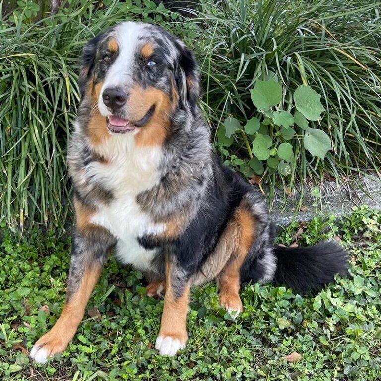 Bernese Mountain Dog – poznaj charakterystykę i urok tej wyjątkowej rasy