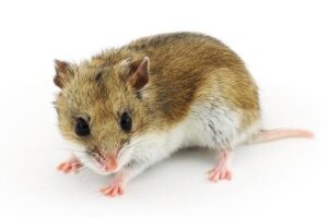 Chomiki chińskie – fascynujący opis rasy, który musisz poznać