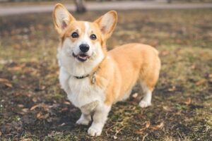 Czworonożny Przyjaciel: Odkrywamy Charaktery i Opis Rasy Welsh Corgi Pembroke