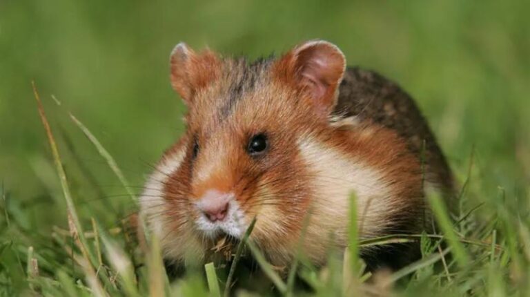 Czy można trzymać dwa chomiki w jednej klatce? Odpowiedzi na najważniejsze pytania