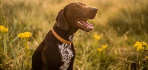 Czy psy mogą jeść bób? Sprawdzamy, jakie niesie ze sobą ryzyko zdrowotne dla czworonogów.