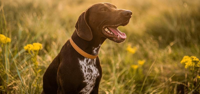 Czy psy mogą jeść bób? Sprawdzamy, jakie niesie ze sobą ryzyko zdrowotne dla czworonogów.