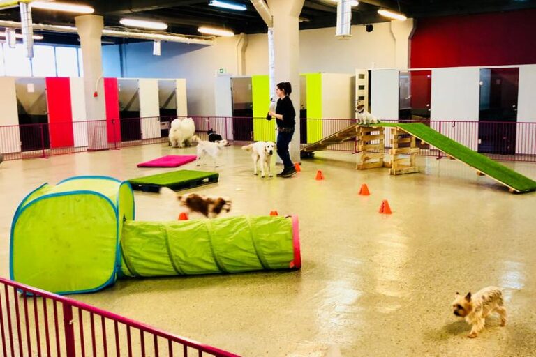 Hotel dla psów czy petsitter – co wybrać dla swojego pupila?