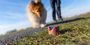 Jak rozpoznać niepokojące symptomy zatrucia u psa i zapewnić mu skuteczną pomoc