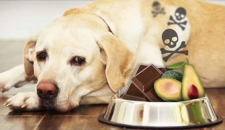 Jak skutecznie chronić nasze psy przed groźnym zatruciem?