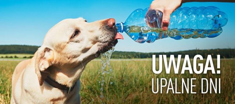 Jak zadbać o psa w upalne dni: Porady na letnie chwile z pupilem