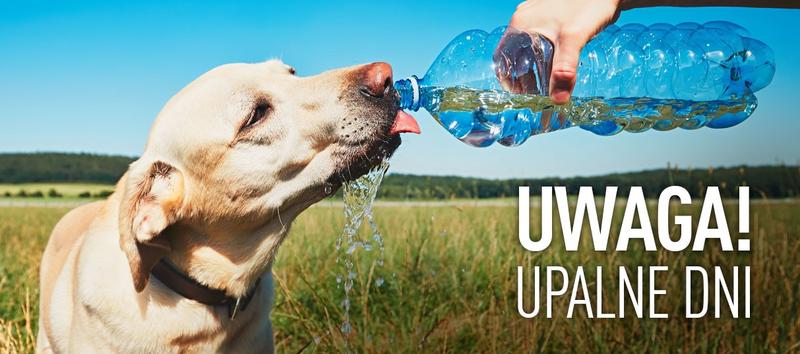 Jak zadbać o psa w upalne dni: Porady na letnie chwile z pupilem