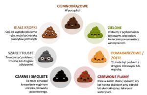 Kolory psiej kupy – co mogą oznaczać i kiedy powinny nas zaniepokoić?