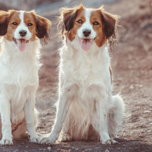 Kooikerhondje – co warto wiedzieć o charakterystyce i opisie tej uroczej rasy?
