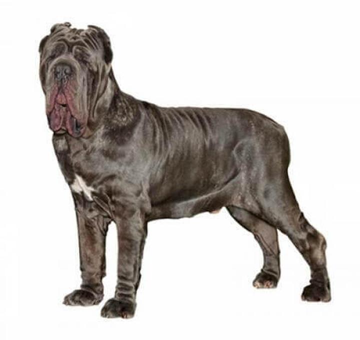 Neapolitański mastif – co warto wiedzieć o charakterystyce i opisie tej niezwykłej rasy?
