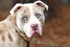 Odkryj charakterystykę i opis rasy american bulldog: idealny towarzysz dla aktywnych rodzin