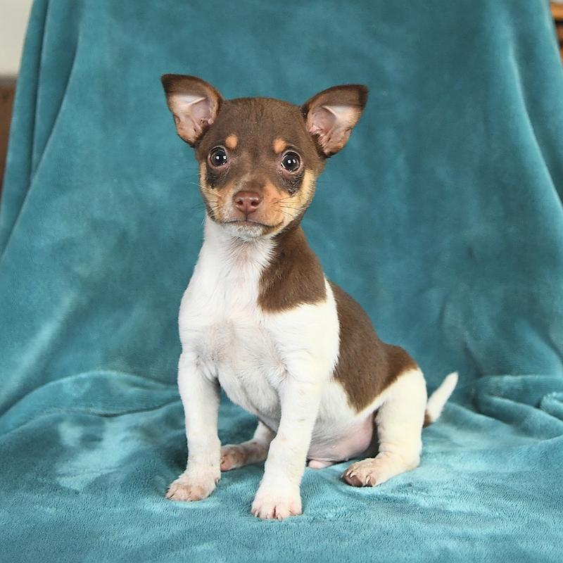 Odkryj charakterystykę rasy rat terrier – idealny towarzysz na każdą okazję