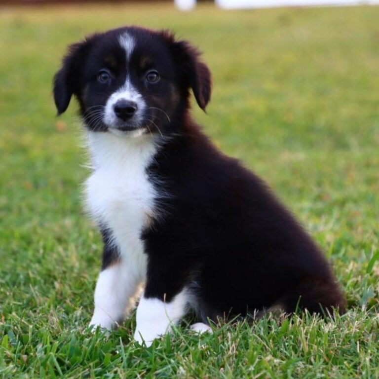 Odkryj fascynujący świat australian shepherd: charakterystyka i opis rasy