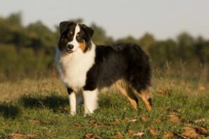 Odkryj urok australijskiego owczarka pasterskiego – charakterystyka i cechy rasy