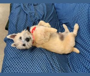 Odkryj urok Norwich Terriera: charakterystyka i opis tej wyjątkowej rasy