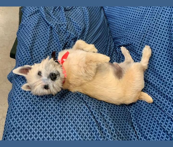 Odkryj urok Norwich Terriera: charakterystyka i opis tej wyjątkowej rasy