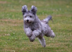 Odkryj Urok Pumi: Szczegółowy Opis i Charakterystyka Rasy