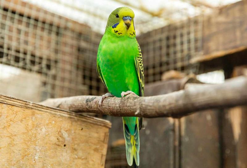 Papuga jako idealne zwierzę domowe – przewodnik dla przyszłych hodowców